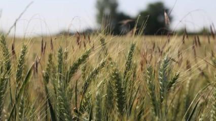 2023'te 20 milyon ton buğday üretimi hedefleniyor
