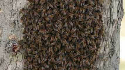 İstanbul'da birçok ilçede arı tedirginliği: Ölüme kadar götürür