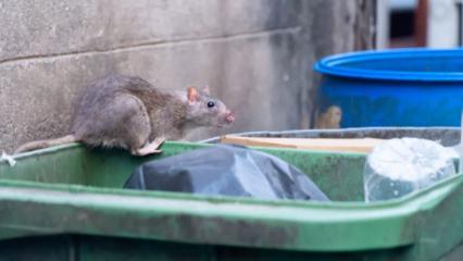 Paris Belediyesi'nden ilginç karar: İnsanlarla fareler birlikte yaşayacak