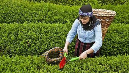 Türkiye'den çay ihracatı 5 ayda 14,9 milyon dolar oldu