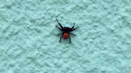 Zehirli 'uğur böceği örümceği' Denizli'de görüldü