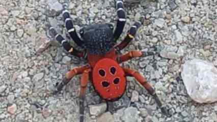 Zehirli örümcek bu defa Manisa'da görüldü