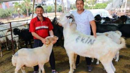185 kiloluk keçi 20 bin liraya satıldı