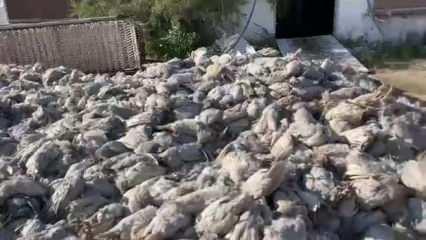 Diyarbakır'da feci olay! 20 bin tavuk telef oldu
