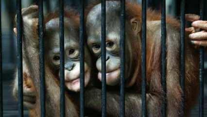 Sipariş üzerine 'maymunlara işkence': Sadist çete ortaya çıktı!