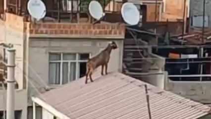Mahalleli inatçı keçiyi çatıdan indirmek için seferber oldu