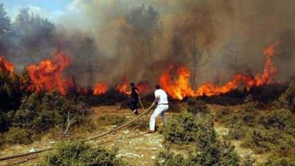 Meksika'da orman yangını sezonu başladı... 9 farklı noktada birden ateş aldı