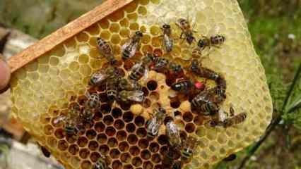 Arıların kraliçesi: 200 TL’den satılıyor