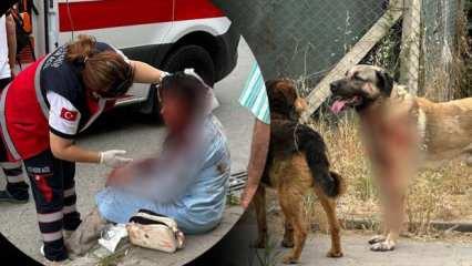 Ataşehir'de kadına saldıran köpeğin sahibi tutuklandı