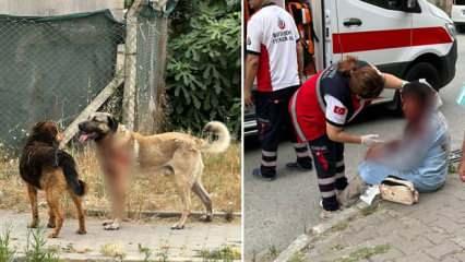 İstanbul'da korkunç köpek saldırısı! Kanlar içinde kalan kadın ağır yaralı