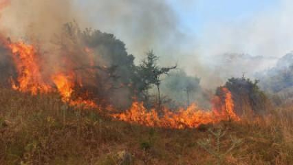 İzmir'de tarlada başlayan yangın ormana sıçradı