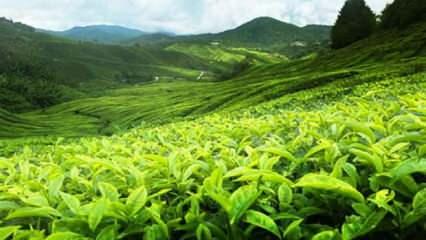 Çaykur, bir hafta içinde 9 bin 350 ton yaş çay alımı gerçekleştirdi!