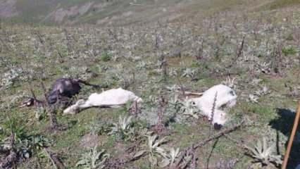 Tokat'ta 98 koyun soğuktan öldü