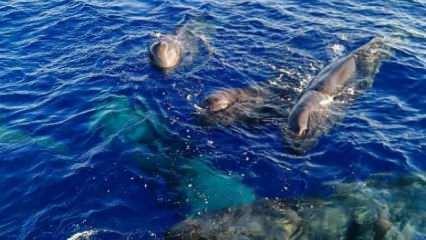 Kaş ve Fethiye'de balinalar görüntülendi