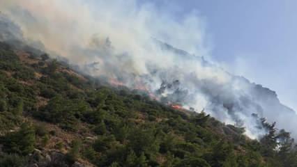 Aydın'ın Söke ilçesinde orman ve makilik alanda yangın çıktı!