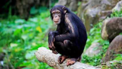 Kolombiya'da hayvanat bahçesinden kaçan 2 şempanze öldürüldü