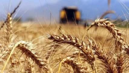 Rusya buğday üretim tahminini artırdı