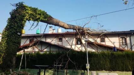 Asırlık çınar ağacı villanın çatısına devrildi