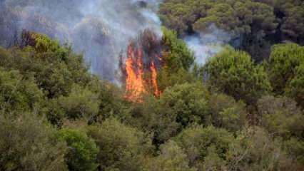 Kağıthane'de ağaçlık alanda yangın
