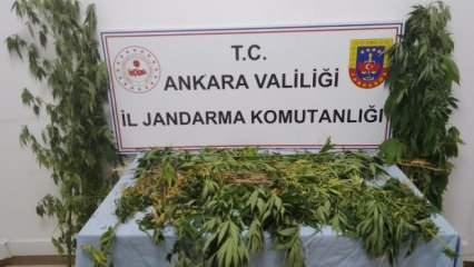 Ankara’da 298 kök kenevir ele geçirildi