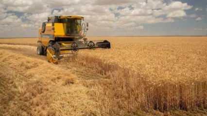 Buğday üretiminde rekor kırıldı
