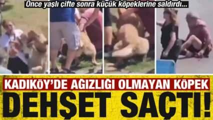 Ağızlıksız gezdirilen büyük cins köpek Kadıköy'de dehşet saçtı!