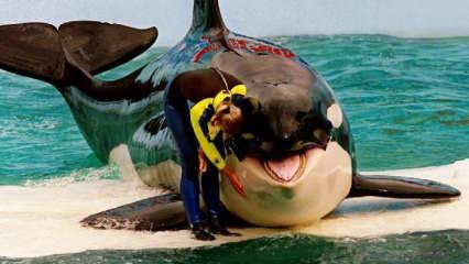 Katil balina "Lolita", 50 yılı aşkın esaret altında tutulduğu akvaryumda öldü