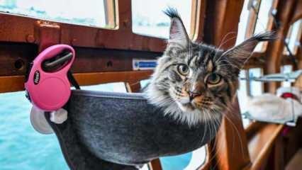 Kediler için lüks tekne turu: 5 bin liralık gezi