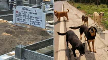 Başıboş köpekler milli güreşçilerin mezarını tahrip etti