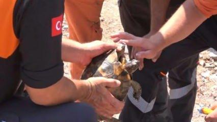 Alevlerin arasında kalan kaplumbağaya şefkat eli