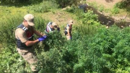 Kars'ta uyuşturucu operasyonu: 12 şüpheli yakalandı
