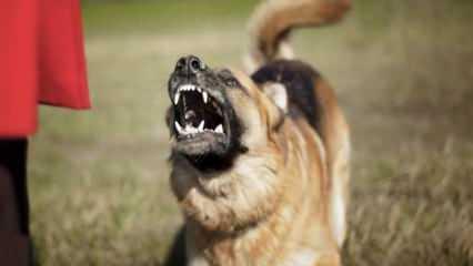 Bakanlık resmen açıkladı! İstanbul, Ankara ve İzmir'de başıboş köpeklerin korkunç sayısı