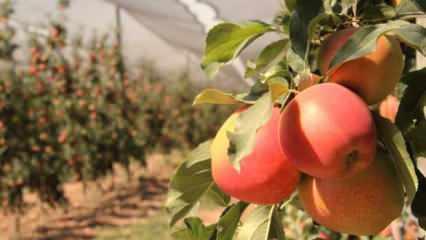 Türkiye’nin elma deposunda hasat başladı