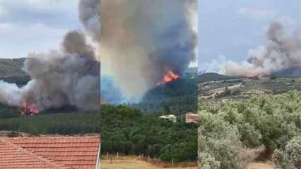 Bursa'da orman yangını! Vali bölgede