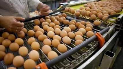 Tarım Bakanlığı açıkladı: 'Yumurtalar Türkiye’ye geri gönderilmedi'