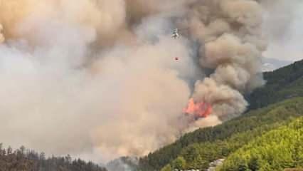 Alanya'da orman yangını çıktı! Karadan ve havadan müdahale ediliyor