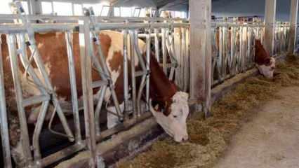 Et ve Süt Kurumu, "Üreticilerin ceza ödediği" iddialarını yalanladı