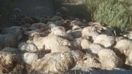 Hakkari'de 300 koyun birbirini ezerek öldürdü