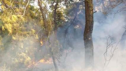Manavgat'ta orman yangını çıktı