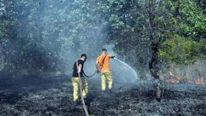 Edirne'de orman yangını