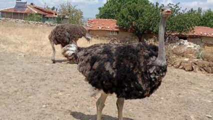 Eskişehir'de 2 deve kuşu bahçe kapısını kırıp firar etti