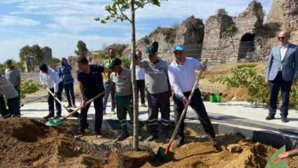 BM Gönüllüleri'nden oluşan heyet Fatih’te ağaç dikti