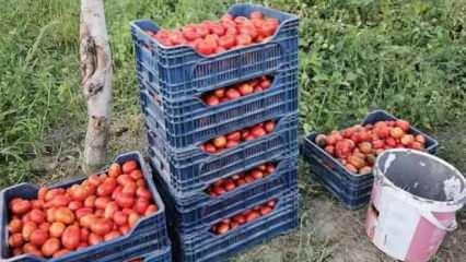 Üreticilerden domates fiyatı tepkisi