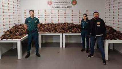 İstanbul Havalimanı'nda 10 bin 300 adet tilki kuyruğu ele geçirildi 