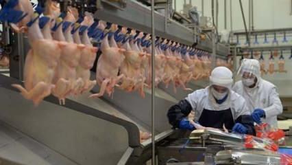 Tavuk eti üretimi aylık bazda arttı