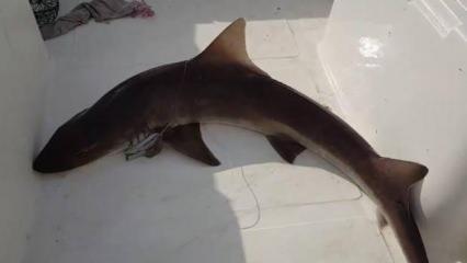 Muğla'da balıkçıların ağına köpek balığı takıldı