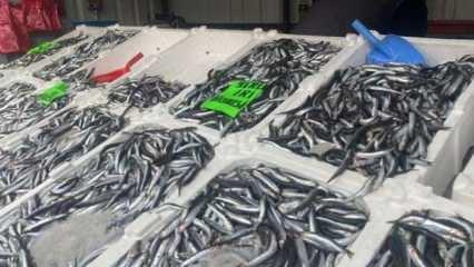 Balık fiyatları düşüşe geçti, tezgahlar şenlendi