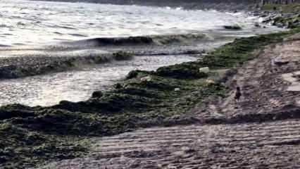  Avcılar sahili yosunla kaplandı! Vatandaştan 'Uzmanlar incelesin' talebi
