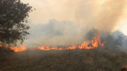Edirne'de korkutan orman yangını!