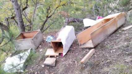 Kastamonu'da köye inen ayılar arı kovanlarına saldırdı